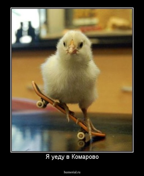 Я уеду в Комарово
