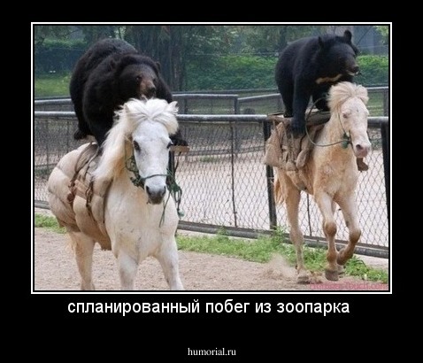 спланированный побег из зоопарка 