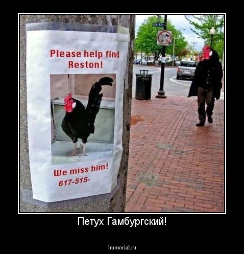 Петух Гамбургский!