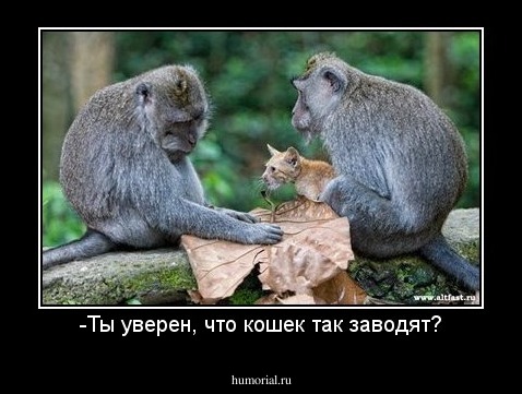 -Ты уверен, что кошек так заводят?