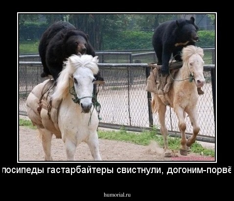 Велосипеды гастарбайтеры  свистнули, догоним-порвём.