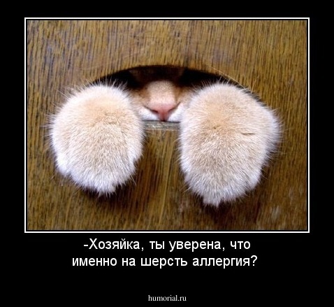 -Хозяйка, ты уверена, что именно на  шерсть аллергия?