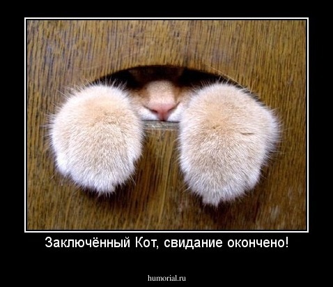 Заключённый Кот, свидание окончено!