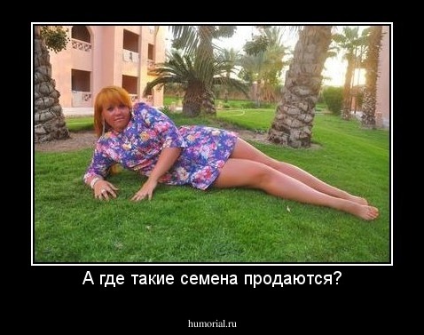 А где такие семена продаются?