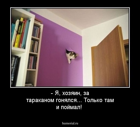 - Хозяин, я за тараканом гонялся... Только там и поймал!