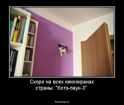 Скоро на всех киноэкранах страны: "Котэ-паук-3"