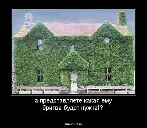 а представляете какая ему бритва будет нужна!?