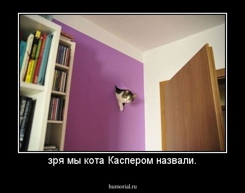 зря мы кота Каспером назвали.