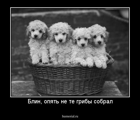 Блин, опять не те грибы собрал