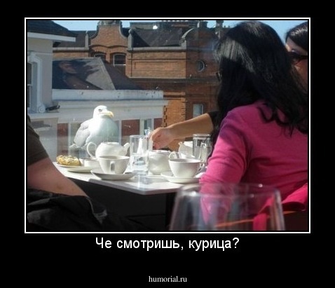 Че смотришь, курица?