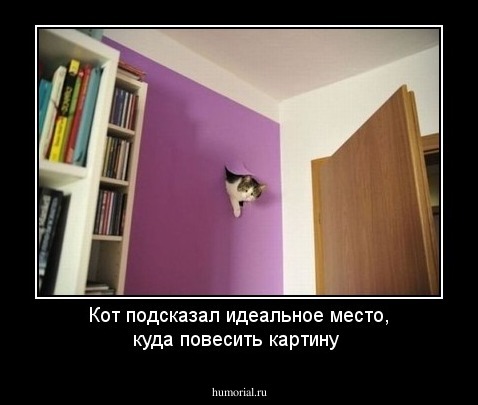 Кот подсказал идеальное место, куда повесить картину