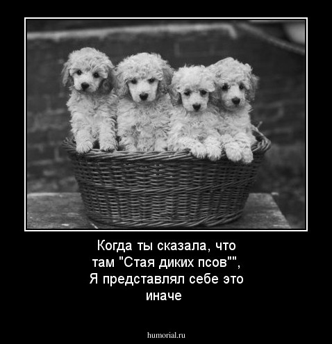 Когда ты сказала, что там "Стая диких псов"", Я представлял себе это иначе