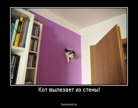 Кот вылезает из стены!