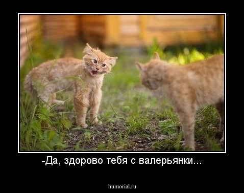 -Да, здорово тебя с валерьянки...