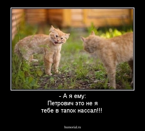 - А я ему: Петрович это не я тебе в тапок нассал!!!