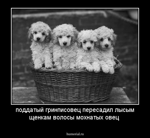 поддатый гринписовец пересадил лысым щенкам волосы мохнатых овец