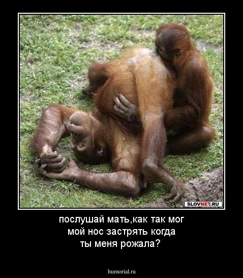 послушай мать,как так мог мой нос застрять когда ты меня рожала?