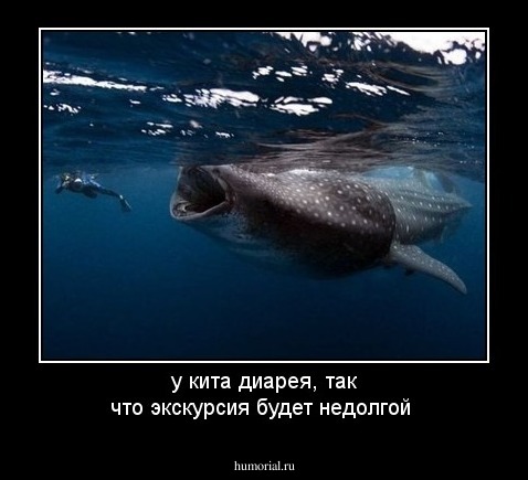 у кита диарея, так что экскурсия будет недолгой