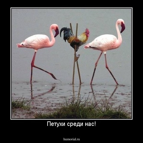 Петухи среди нас!