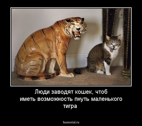 Люди заводят кошек, чтоб иметь возможность пнуть маленького тигра