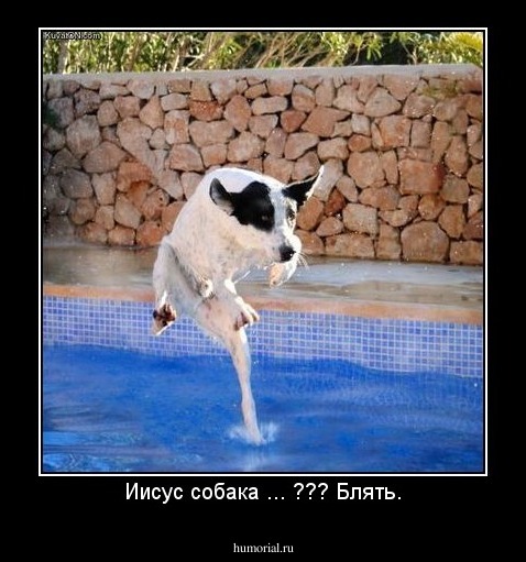 Иисус собака ... ??? Блять.