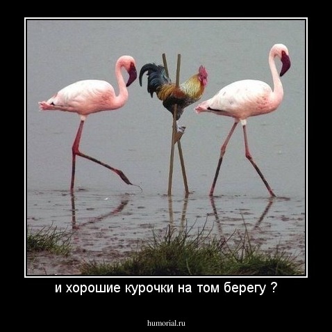 и хорошие курочки на том берегу ?