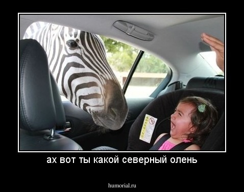 ах вот ты какой северный олень