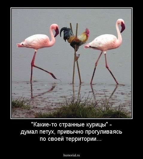 "Какие-то странные курицы" - думал петух, привычно прогуливаясь по своей территории...