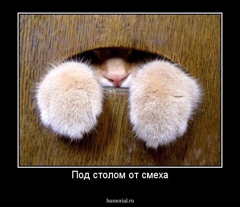 Под столом от смеха