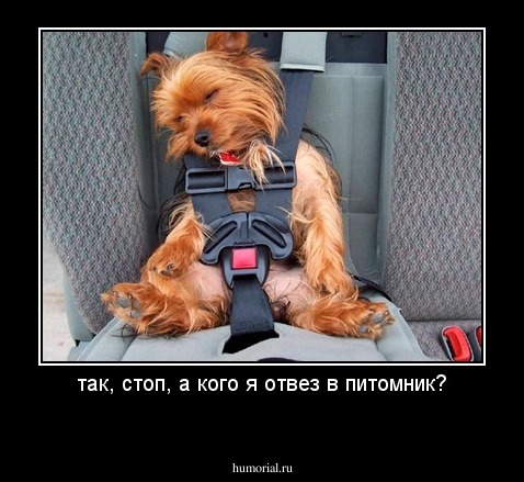 так, стоп, а кого я отвез в питомник?
