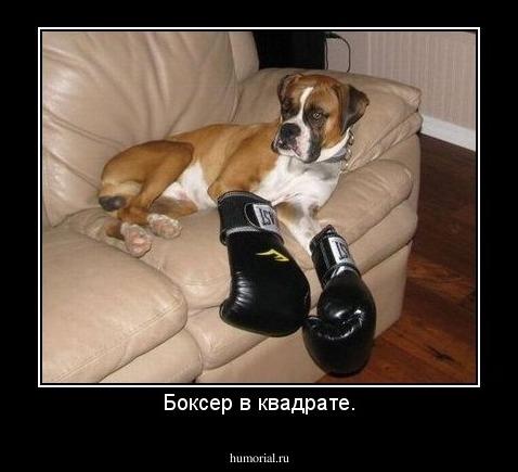 Боксер в квадрате.
