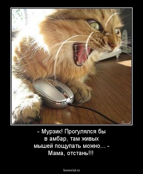 - Мурзик! Прогулялся бы в амбар, там живых мышей пощупать можно... - Мама, отстань!!!