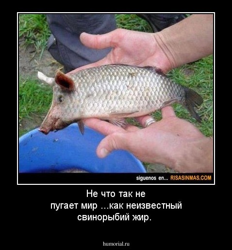 Не что так не пугает мир ...как неизвестный свинорыбий жир.