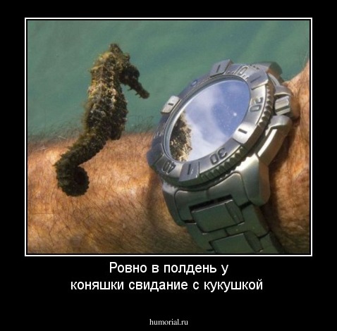 Ровно в полдень у  коняшки  свидание с кукушкой 