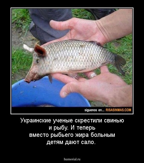 Украинские ученые скрестили свинью и рыбу. И  теперь вместо рыбьего жира больным детям дают сало.