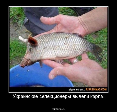 Украинские селекционеры вывели карпа.