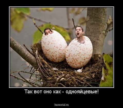 Так вот оно как - однояйцевые!