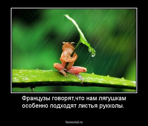 Французы говорят,что нам лягушкам особенно подходят листья рукколы.