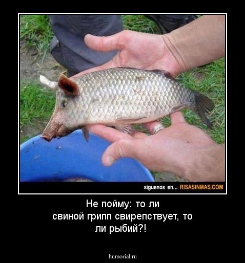Не пойму: то ли свиной грипп свирепствует, то ли рыбий?!