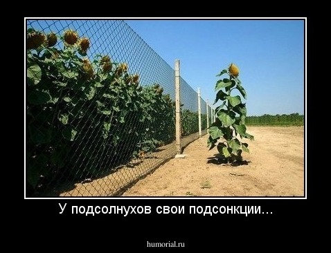 У подсолнухов свои подсонкции...