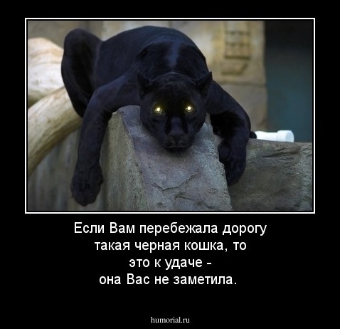 Если Вам перебежала дорогу такая черная кошка, то это к удаче - она Вас не заметила.