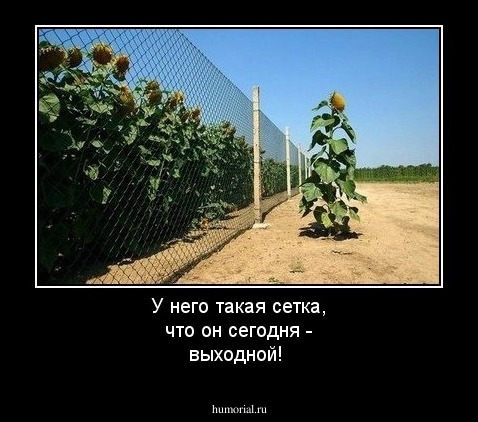 У него такая сетка, что он сегодня - выходной!
