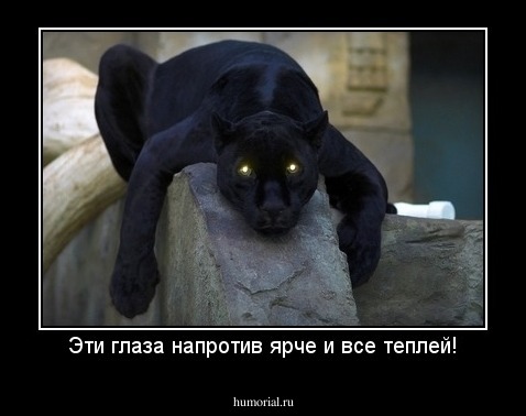 Эти глаза напротив ярче и все теплей!