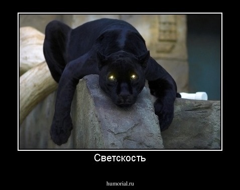 Светскость