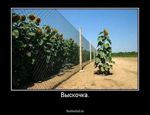 Выскочка.