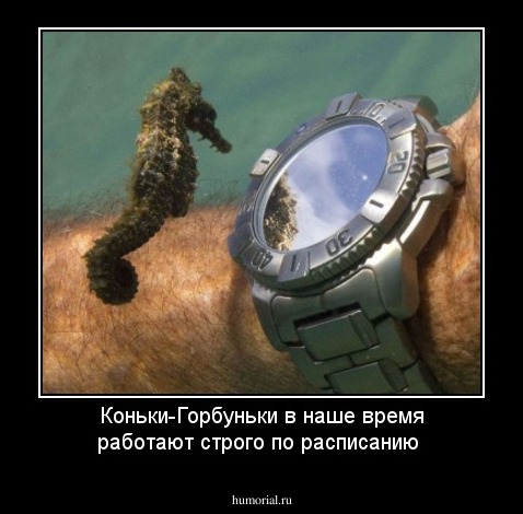 Коньки-Горбуньки в наше время работают строго по расписанию 