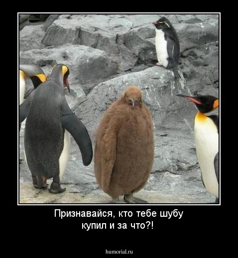 Признавайся, кто тебе шубу купил и за что?!