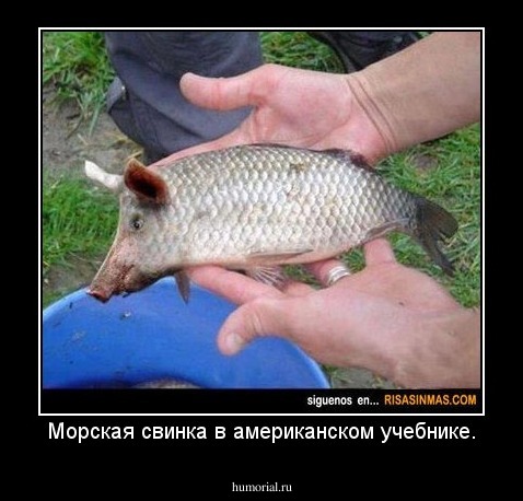 Морская свинка в американском учебнике.