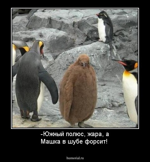 -Южный полюс, жара, а Машка  в шубе форсит!