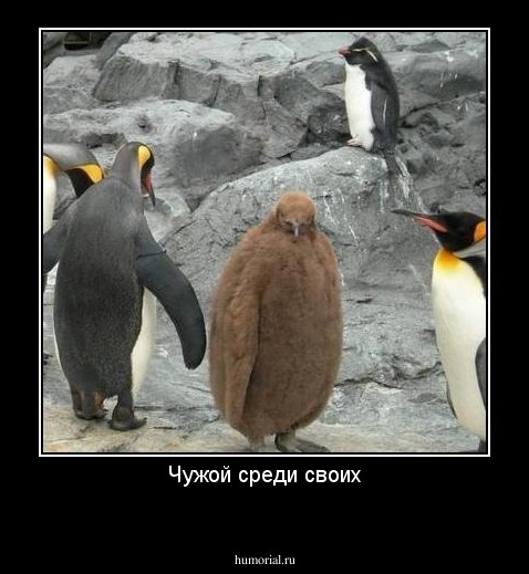 Чужой среди своих
